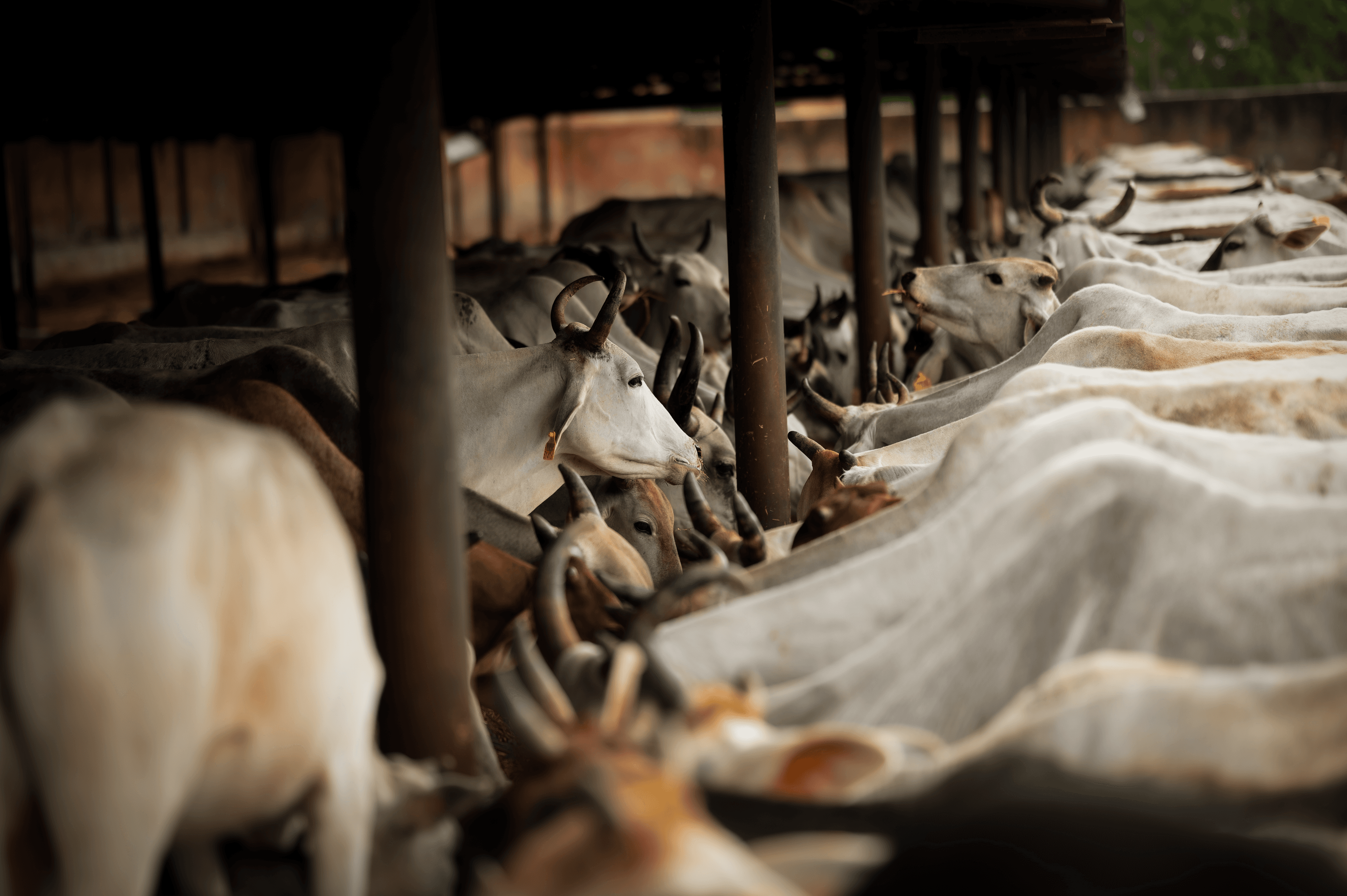 Cows resting peacefully in a protected shelter